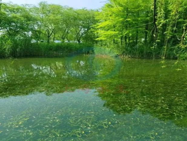 构建水生森林净化系统宝山这里的河道水清景美(图3)