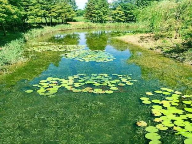 构建水生森林净化系统宝山这里的河道水清景美(图4)